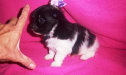 Beautiful MaltiPom Puppies. Cute and cuddly with a super fluffy coat, and a loving , playful personality.&nbsp; You are sure to fall in love. The Maltipom is a loving, loyal, intelligent and playful dog. Mom is a purebred&nbsp; Pomeranian, 6 lbs, and Dad