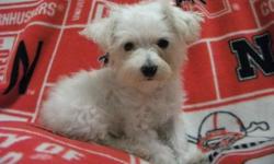 This little girl we have keep around for awhile due to her size. We are confident that at her age she is able to be sold to a loving home. She will not get any larger as she is currently 6 months old.
The Malti Poo can get along well with dogs and other