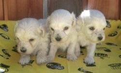 The Malti Poo can get along well with dogs and other pets if socialized when young, but it is somewhat territorial. Malti Poos may be wary of strangers and are highly protective of their family. Malti Poos get along very well with children, but should be