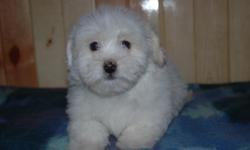 Adorable Maltipoo puppy- Ready now. White, male. Very friendly and outgoing little sweetheart. Shots, dewormed. Health guaranteed. $500.00 cash only. no shipping. call 517-two7 zero. thirty twenty three Serious phone call inquires only please. No emails