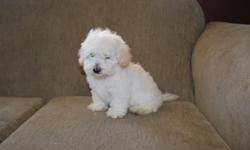 MALTIPOO PUPPIES SHOTS AND DEWORMED 8 WEEK OLD CALL&nbsp; AT 6023676002