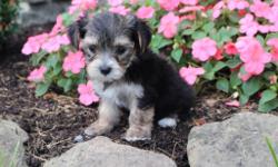 Hey There! I'm Marco, the awesome tri-color male Morkie! &nbsp;I was born on June 7, 2016 and my parents 9 & 7 lbs. They're asking $599.00 for me.! I'll come with shots and worming to date!&nbsp;I like to play games like chase and hide an go seek. . . Do