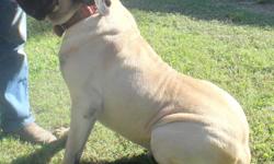 SELLING ALL OUR MASTIFFS AS A GROUP, IF YOU EVER WANTED TO RAISE MASTIFFS HERE IS A GOOD DEAL
I FAWN MALE&nbsp; 4 YEARS OLD MAKES BEAUTIFUL PUPPIES
&nbsp;
I APRICOT FEMALE BEAUTIFUL RICH COLOR&nbsp; [HAD 11 PUPPIES SEPT 12 2013 [WILL BE 2 YRS IN DEC.]