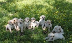 **ONLY ONE MALE LEFT - GET YOURS BEFORE THEY ARE GONE**
Eleven weeks old and ready to go to your home, AKC registered Yellow Lab puppies. Located near Mountain Grove, Missouri. $200 each.
Only ONE (1) awesome male puppy left for adoption. Call today to