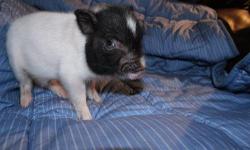 We raise some of the smallest and cutest Micro, African Pigmy Pigs in the United States.&nbsp; They are located at many zoos in the United States.&nbsp; All are very socialized, shots, and de wormed.&nbsp; They are litter trained and make great