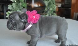 cute and adorable baby French Bulldog Puppies for sale. I have French Bulldog Puppies age ranging from ,10 weeks. Adoption price for baby male 700 this amount include shipping, vet certificate and kennel. For baby female 800 and pair include shipping, vet