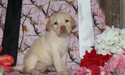 Ciao! I'm Milo, the winsome blonde male AKC Labrador Retriever! I was born on April 19, 2016!&nbsp;They're asking $650.00&nbsp;for me! I'll come vet checked, with my shots and worming to date. I can't wait to have a family to love and play with. Do you