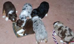 The puppies are only 6 weeks old and will not be avaiable until April 5th. $100 deposit to hold the pup of your choice. 4 males 1 female. Colors are blue merel, red merel, black tri and red tri. Puppies are located in Port Ludlow WA
Call Bob or Lauretta