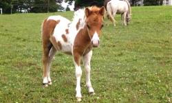 We are expecting AMHA, AMHR, PTHA eligible registered & unregistered foals through fall of 2010. Pricing starts at $500. Ask to see pictures of our horses & previous foals!!!
Royale Legends Miniature Horses
Finger Lakes Region
Dundee, NY 14837
