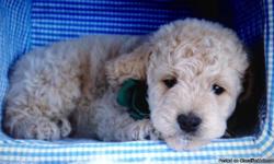 We have a gorgeous trash of F1 mini/med Goldendoodle dogs. The mom is a really sweet golden retriever with OFA exceptional hips, normal heart, normal elbows, regular patella. The papa is a delighted, loving miniature red poodle with OFA outstanding hips,