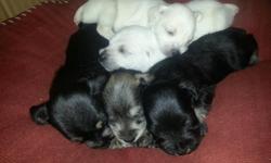 3 beautiful females, 1 white one 2 black call 520-609-7769 will be ready for Christmas