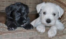 &nbsp;MINI SCHNAUZERS:&nbsp; ONE WHITE MALE AND ONE BLACK FEMALE.&nbsp; HOME RAISED AND ARE CHILD PROOFED, THEY HAVE GROWN UP PLAYING WITH OUR GRANDCHILDREN.&nbsp; VACCINATED, WORMED, DEWCLAWS REMOVED, TAILS DOCKED, 10 WEEKS OLD, READY FOR THEIR NEW