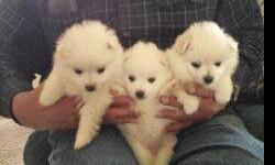 &nbsp;THESE LITTLE CUTIES NEED A HOME. THEY ARE MINIATURE AMERICAN ESKIMO PUPPIES 10 WKS OLD, UKC REGESTERED, PURPLE RIBBON SHOW DOGS. THEY ARE VERY SMART,LOVING ,PLAYFUL. THEY HAVE HAD THEIR FIRST SHOTS. WILL GET TO BE ABOUT 14-16 LBS. NEW OWNERS WILL