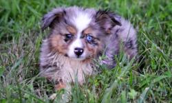 Miniature Aussie.&nbsp;Nice little puppies .
I have 3 little boy's. 2 Blue Merles and 1 Black Tri and 1 little girl Black Tri
The Blue Merels Has 1 Blue Eye
9 weeks old. will come with shot and worming record
They are Registered
&nbsp;