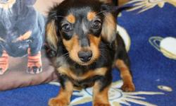 Pretty 14 week old Female Black&Tan Dapple Longhair Dachshund Puppy. Available to loving pet home with limited AKC Registration, health guaranteed! Call 770-466-9037 or visit website garlindox.com.&nbsp;
&nbsp;