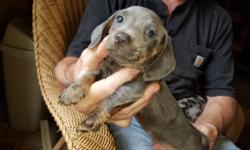 Beautiful Blue miniature Dachshund male.
$900.00
Will be small 8-10 lbs when grown.
Prettiest girl in town!! Miniature Dachshund Blue dapple female.
$1000.00. Will be 8-10 lbs when grown.
Playful and loving CKC registered. Vaccinations and worming up to