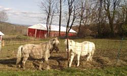 Three adorable miniature horses. &nbsp;One registered mare 32 inches. &nbsp;Her daughter is a little taller and is a silver color. &nbsp;She is seven very friendly and is halter broke.The mother is a pinto and is fifteen years old and the gelding is white