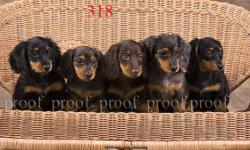 AKC miniature longhair dachshunds.
reds-chocolate-black n tan only one pattern: dappled.