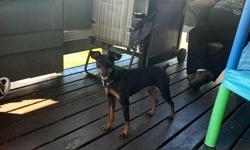 Miniature pinscher,female,1 year old,papers,house trained.Asking $250 neg.&nbsp;724-880-4040 ask for Richard Cook