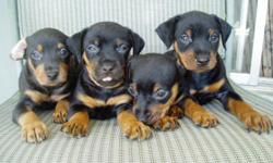 very cute Miniature Pinscher puppies, just 8 weeks old, black and tan, tails docked, look like small Doberman, come with all shots and health certificate, very friendly and playful, smart and alert, make a great watch dog, will be about 17 lbs, 13" tall,