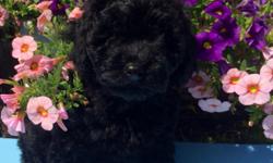 Adorable and healthy Black Miniature Poodle Puppies 2 Male and 3 Females, very smart and affectionate. Loves to play and to cuddle. They will make a great companion. Poodles are a hypoallergenic dog breed. Personality&nbsp;= Sweet, playful, loving, and