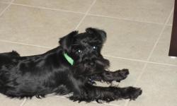 1 year old solid black male miniture schnazer for sale. Very friendly and affectionate with children and other animals. All vaccines are current and is already registered with the AKC society for breeding purposes. Has not been breed thus far and is also