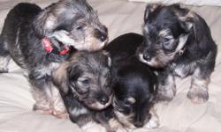 Four Mini-Schnauzer pups born June 9, 2001. 2 males and 2 females. AKC pending, show quality. Males $500 w/o papers and $600 with papers. Females $600 w/o papers and $700 with papers. Call or email at (541) 826-3229 or lakotallc@hughes.net for more info.