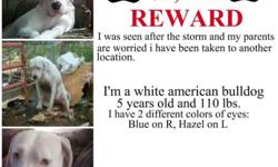 Cross posting for a friend to find their loving dog, please help find her. Reward for safe return.