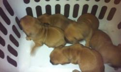 cute puppies mix&nbsp;
playful and healthy, dad is a pug mom a dachshund very cute&nbsp;
born january, &nbsp;27 / &nbsp;2014
4th picture is the mom 5th is the dad
my cell