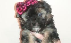 a beautiful, playful and very small Maltese/Yorkie female puppy available now. In the process of crate training and she's doing great! asking $400 ....call quick... our last litter disappeared fast! Please call Shayne at 678-414-2289.