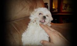 Morkie (Maltese/Yorkie) pups, located in Western Maryland.
They are vet checked and ready for their new homes. Asking 650.00
Both are little males, that are white with a little of the buff color
on their ears. Should weigh 4-6 lbs when mature.
Must pick
