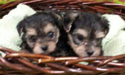 TINY, BABYDOLL FACES, BEAUTIFUL COATS, SWEET, PURSE PUPPIES, SHOTS...GROOMED! &nbsp;MALES ONLY