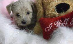Morkie pups. " Little Darlings",I have been breeding for almost 28yrs now and take much pride in our pups.all pups are vet ckd,shots and dewormed and are very well socialized.I have pups available Nov.15th -X-mas.all pups are homebred ,We also have