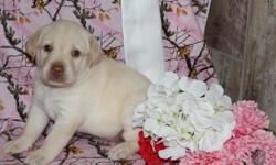 Hiya There! I am Muffin, the sweetest little blonde female AKC Labrador Retriever! I was born on June 17, 2016! I'll come vet checked, with my shots and worming to date. I can't wait to have a bestie to love and to play with me. Will it be