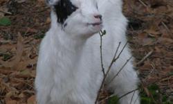 I have a pet nanny goat and her 2 kids. 1 billies and 1 nanny. I am asking $50 for the billies and $75 for the nannies. It would be best if they all went together. Will take $200 for all. The Mom, Sophia, clears up to 5'-0" tall for brush. Favorite food