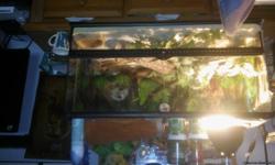 Have a 4 foot bearded dragon with all exseries heat rock heat light food has new sand 2 cages one for out side. Have A lot invested. Temp gaeged food2 bowls eveveything you need