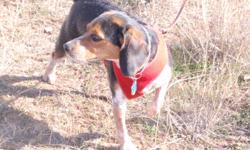 I have a pure breed female Beagle I would like to breed one time.She will make great babies and be a great mom. She has all her papers and shots and she is a registered AKC Beagle. She is almost 2 years old. We live in Northern Arizona and need a male now