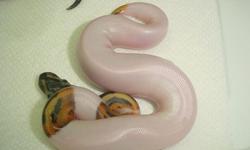 These gorgeous new babies of Albino and Piebald ball pythons will&nbsp; make great pets! All our ball pythons are captive born and eating very good.Eat's frozen thawed mice and weighs 275 grams.Super bright beautiful pythons and not aggressive.Can