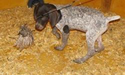 Right now we have upcoming litters, pups on the ground, and started dogs to choose from. You can reserve your dog today with a $250.00 deposit. You can see updated pictures, videos, and our champion lines at www.mabekennels.com. Here at Mabe Kennels we