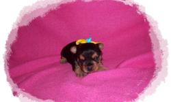 Newborn YorkiePom Puppies,&nbsp; taking deposits now.&nbsp; 3 girls will be 5 - 6 lbs full grown. They should look very much like Yorkies as Mom is a YorkiePom and Dad is a purebred Teacup Yorkie.&nbsp; They are $500 each.&nbsp; A $200 deposit will hold