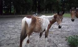 This little filly is real flashy.She is being sold as a grade horse. Both parents are her on premises. They are reg. with APHA. They can be reg. with additional money. Mom is a buckskin paint and dad is a black and white. She is haltered and leads. real