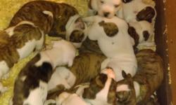 We have nkc American bulldogs. There is 4 females and 12 males. Mostly brindle and reverse brindle. They will be ready Jan 29. For more info text, call or email