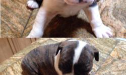 8 weeks old 3 females 2 males very cute. Registered and shots. Text 5754961508