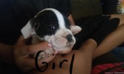2 month old Old English Bulldog puppies need a new home. They have their first shots. Only 4 left. 1 tan brindle male, 2 red brindle females, and 1 black and white female. Please text me at 915-731-4471