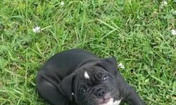 &nbsp;I have a beautiful male black with little white color old English bulldog puppy&nbsp;I'm asking $900 for him. For more information call or text me at --.&nbsp; I ATTACHED A PICTURE OF HIS DAD.&nbsp; His lovable and adorable!