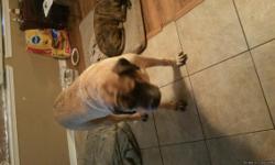 8 yr old male, fawn Mastiff, moving and can not take him with me due to renting. Very sweet, lovable teddy bear, not aggressive, but was mistreated by young children before I bought him, so WILL NOT let him go to a home with small children. If you have
