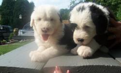 3 female 2 male Old English Sheep Dog puppies ready for a good home July 4th. Great markings, calm demeanor, excellent pet. Tails are bobbed, wormed, declawed and shots started. This is a one and only breeding of our family pet, puppies are raised with