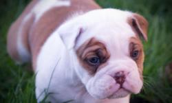We have a beautiful chocolate litter of olde english bulldogge puppies available!!! &nbsp;They are currently 5 weeks old and will be ready to go home at the end of March. &nbsp;There are 4 males and 2 females to choose from. Well socialized with children