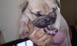 Olde english bulldog pups for sale 2 male 1 female born july 3rd ready august 9th serious buyers only