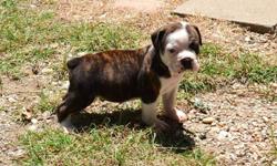 Generational Olde English Bulldogge puppies available August 4, 2016! They come with NBA puppy registration papers, first shots, dew claws removed and tails docked. These puppies are very well socialized and HAPPY!
